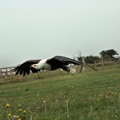 An African Sea Eagle in flight