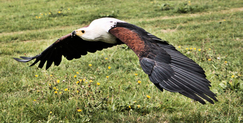 An African Sea Eagle in flight