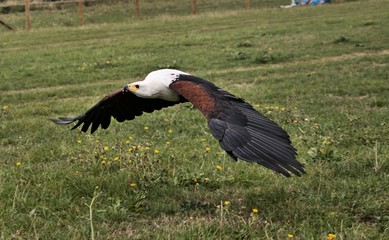 An African Sea Eagle in flight