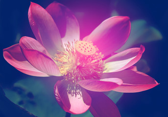 Obraz na płótnie Canvas Beautiful photo with pink wonderful lotuses