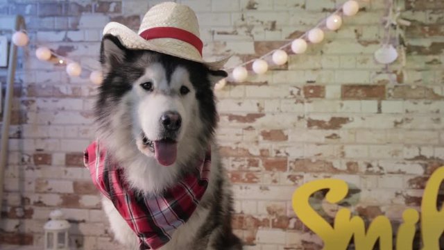 Husky with hat and red and black plaid shirt posing like a cowboy, is a very elegant dog,  alaska dog travel advertising, image of animals with warm tones and earth colors, brown, beige, white