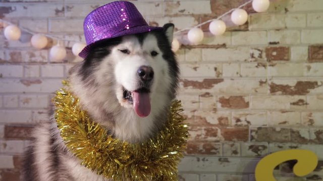 Dog celebrates the new year, husky is at a party with hat and tinsel, alaskan dog travel advertising, image of animals with warm tones and earth colors, brown, beige, white, yellow, purple