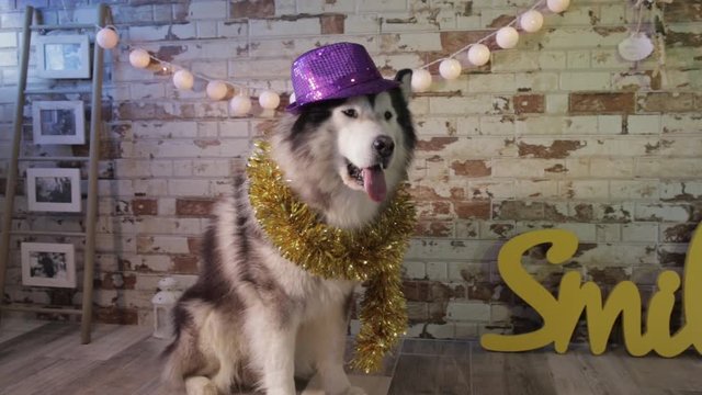 Dog celebrates the new year, husky is at a party with hat and tinsel,  alaska dog travel advertising, image of animals with warm tones and earth colors, brown, beige, white, yellow, purple