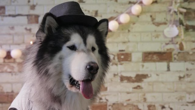 Dog gentleman with hat poses elegantly, stylish black and white husky, alaskan dog travel advertising and animal insurance, image of animals with warm tones and earth colors, brown, beige, white