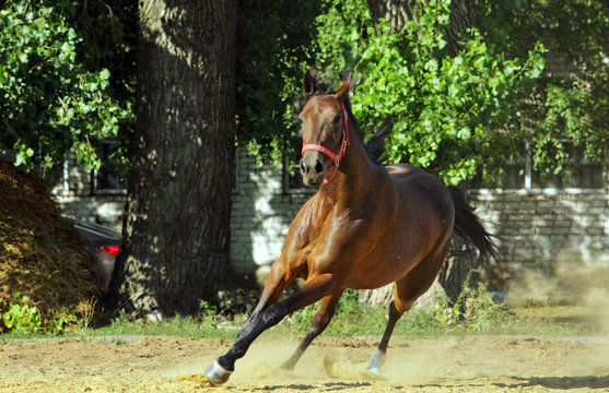 Andalusian horse galloping near the stable at the rest