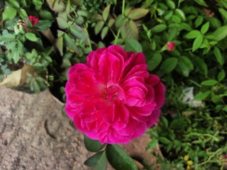 Pink rose flower closeup picture
