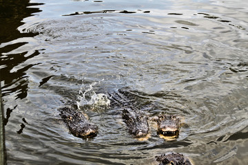 A view of an Alligator