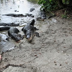 A view of an Alligator