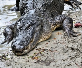 A view of an Alligator