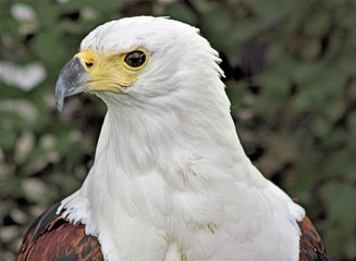 An African Sea Eagle 