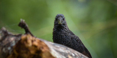 Groove-billed ani
