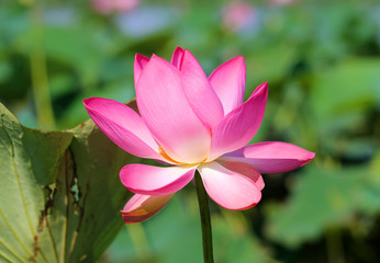Beautiful photo with pink wonderful lotuses