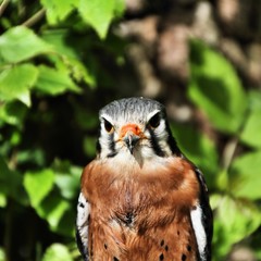 An American Kestrel