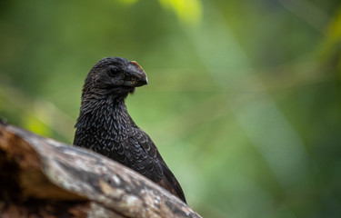 Groove-billed ani
