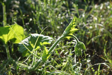 zucca,pollone,ortaggi, verde