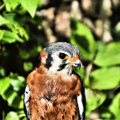 An American Kestrel