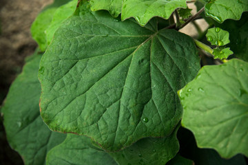 Tropical flora. Closeup view of a Senecio petasitis, also known as Velvet Groundsel, beautiful green leaves foliage and texture.