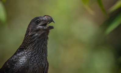 Groove-billed ani
