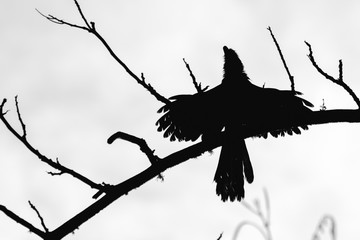 Groove-billed ani
