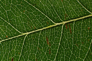 green leaf texture