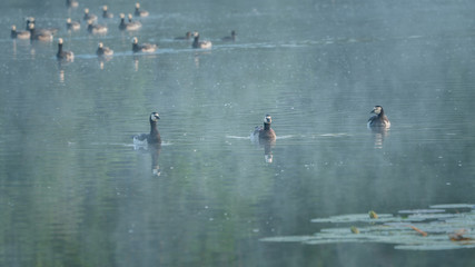 Three barnacle geese and group swimming on the water.