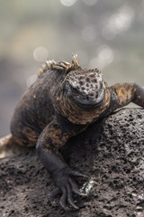 Marine Iguana