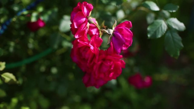 a picture of bright tender pink rose on the branch in summer garden