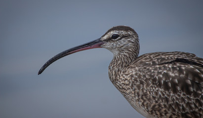 Long beaked bird