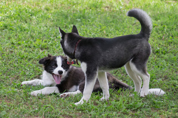 Naklejka na ściany i meble Border collie puppy and siberian husky puppy are playing on a green grass in the park. Four month old. Pet animals.