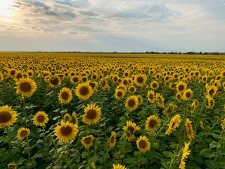 Fototapeta premium Whole field of sun-yellow sunflowers with seeds