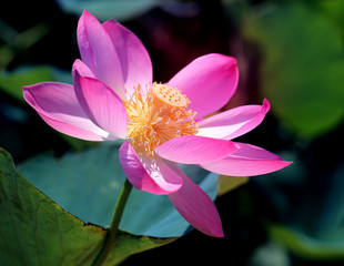 Beautiful photo with pink wonderful lotuses