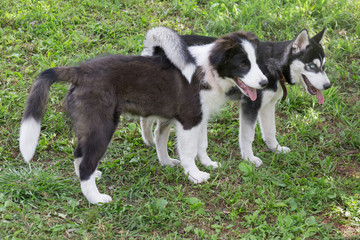 Naklejka na ściany i meble Cute border collie puppy and siberian husky puppy are standing on a green grass in the park. Four month old.Pet animals.