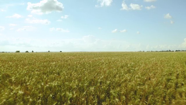 Rising above wheat field on sunny day. Drone moving backward