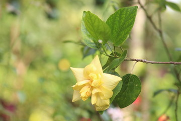 yellow orchid flower