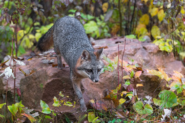 Grey Fox (Urocyon cinereoargenteus) Steps Down Off Rock Autumn