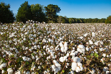 A cotton field , ready to pick, near Mobile Alabama.