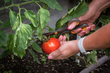 Wife picking tomatoes from our home garden in backyard in Windsor NY