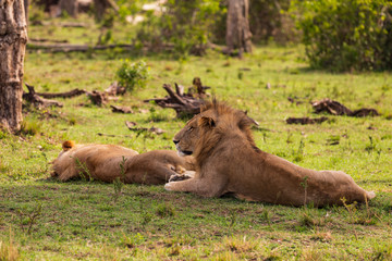 Naklejka na ściany i meble Safari in der Masai Mara, Löwe an der Mara in Kenia. 