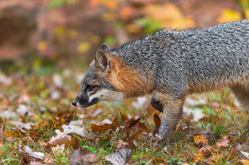Grey Fox (Urocyon cinereoargenteus) Steps Left Close Up Autumn