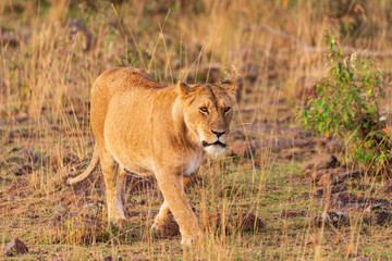 Löwe in der  Masai Mara in Kenia, Afrika (panthera, leo).