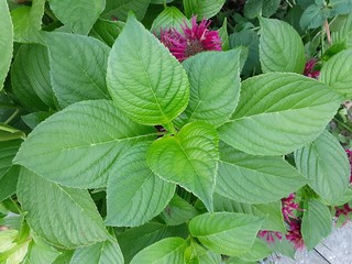 red and green leaves