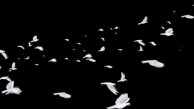 Migrate flock of pigeons is flying in the air from left to right screen with 3d rendering include alpha path.