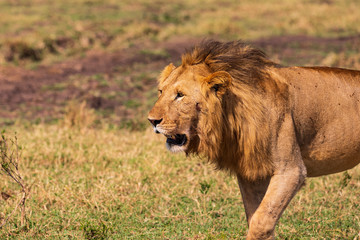 Fototapeta na wymiar Löwe in der Masai Mara in Kenia, Afrika (panthera, leo).