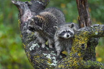 Raccoons (Procyon lotor) Look Out From Tree in Rain Autumn