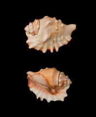 Beautiful decorative shell of natural origin on a black background isolated view from both sides from the top