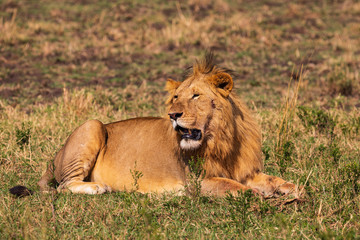 Löwe in der  Masai Mara in Kenia, Afrika (panthera, leo).