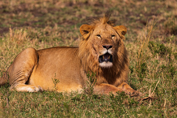 Safari in der Masai Mara, Löwe an der Mara in Kenia. 