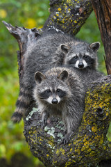 Raccoons (Procyon lotor) Stare Out From Tree Chin on Back Autumn © hkuchera