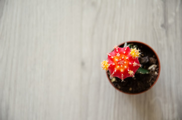 Fototapeta na wymiar Close-up colorful cactus Gymnocalycium on the wooden background. Colorful Chin cactus flower. Orange cacti in small pot placed on a wooden table. Home plant Home plant top view.