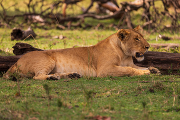Masai Mara, Löwe an der Mara in Kenia. 